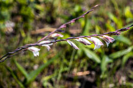 Imagem de Gladiolus inandensis Baker