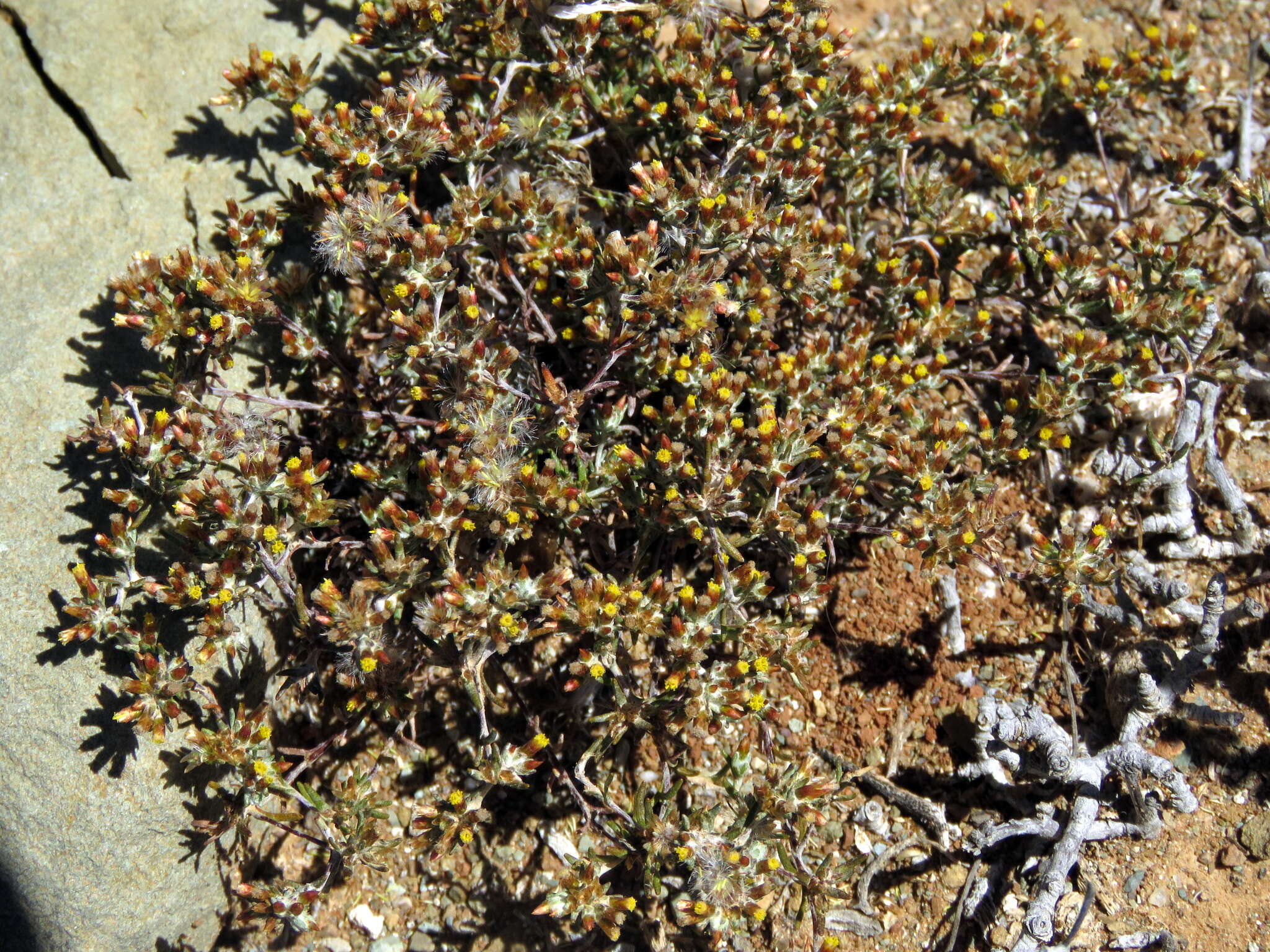 Image de Helichrysum asperum var. appressifolium (Moeser) Hilliard