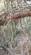 Image of Rhipsalis baccifera subsp. mauritiana (DC.) Barthlott