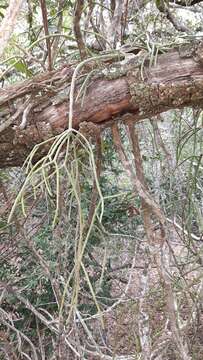 Image of Rhipsalis baccifera subsp. mauritiana (DC.) Barthlott