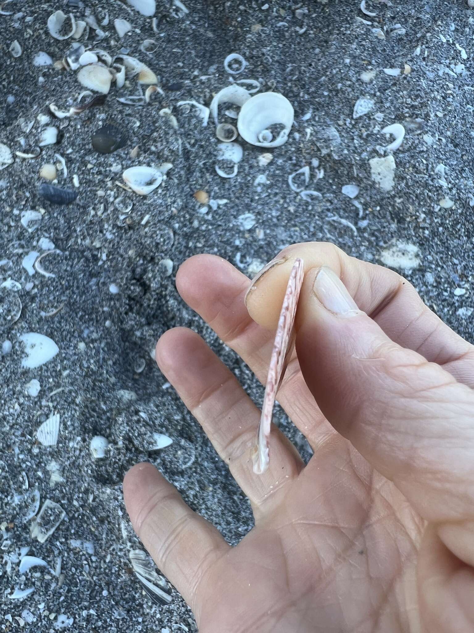 Image of Bermuda sand scallop