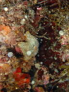 Image of cushion star