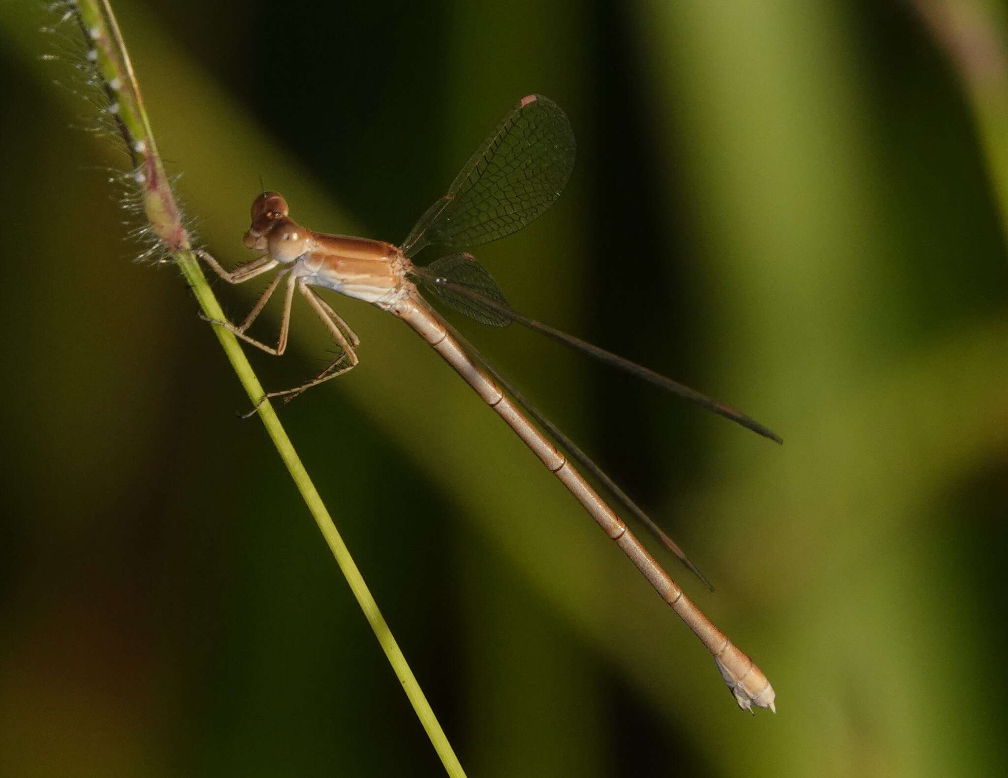 Image of Dusky Spreadwing