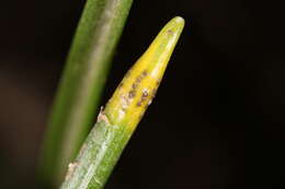 Image of Puccinia liliacearum Duby 1830