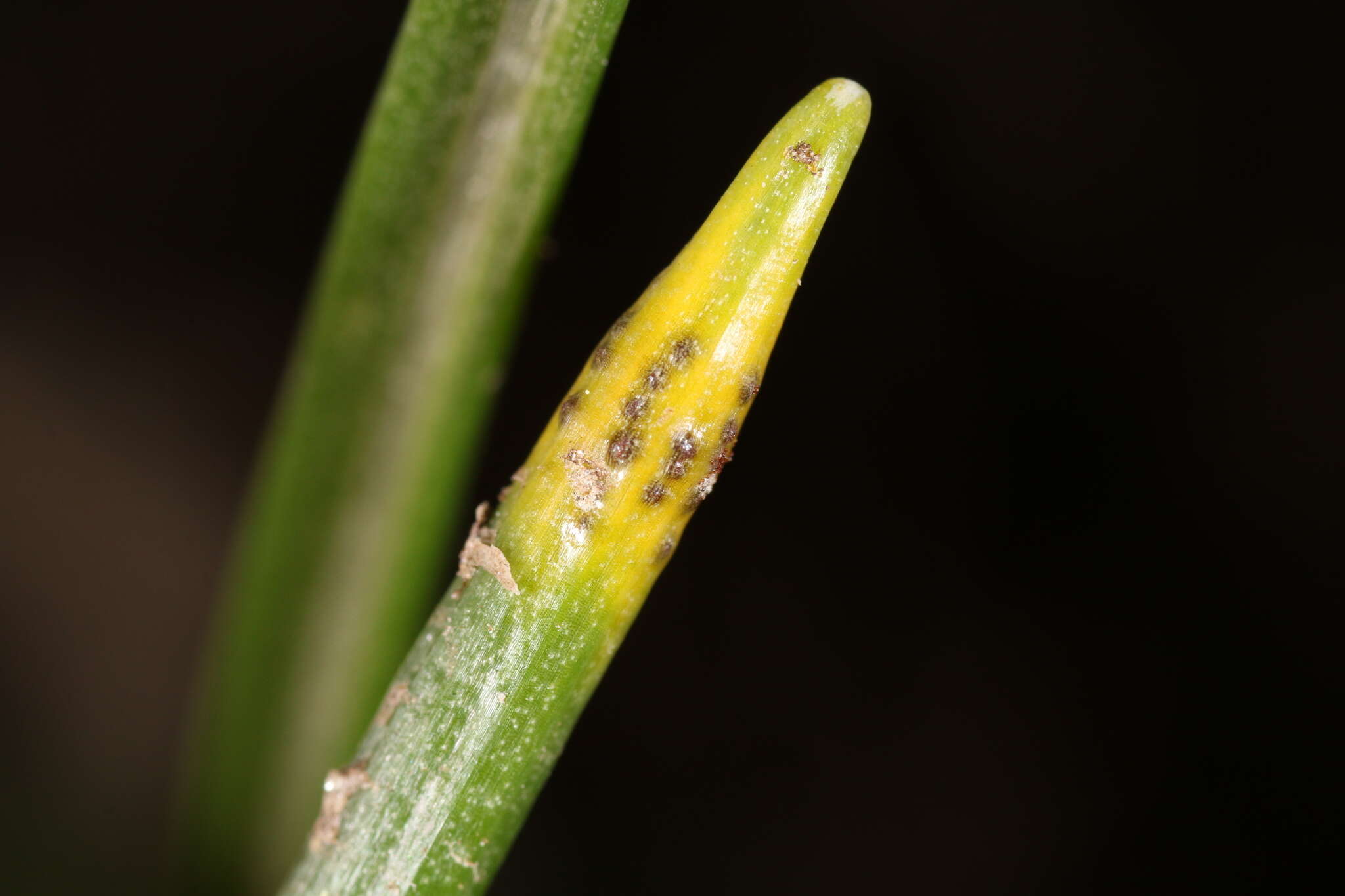 Image of Puccinia liliacearum Duby 1830