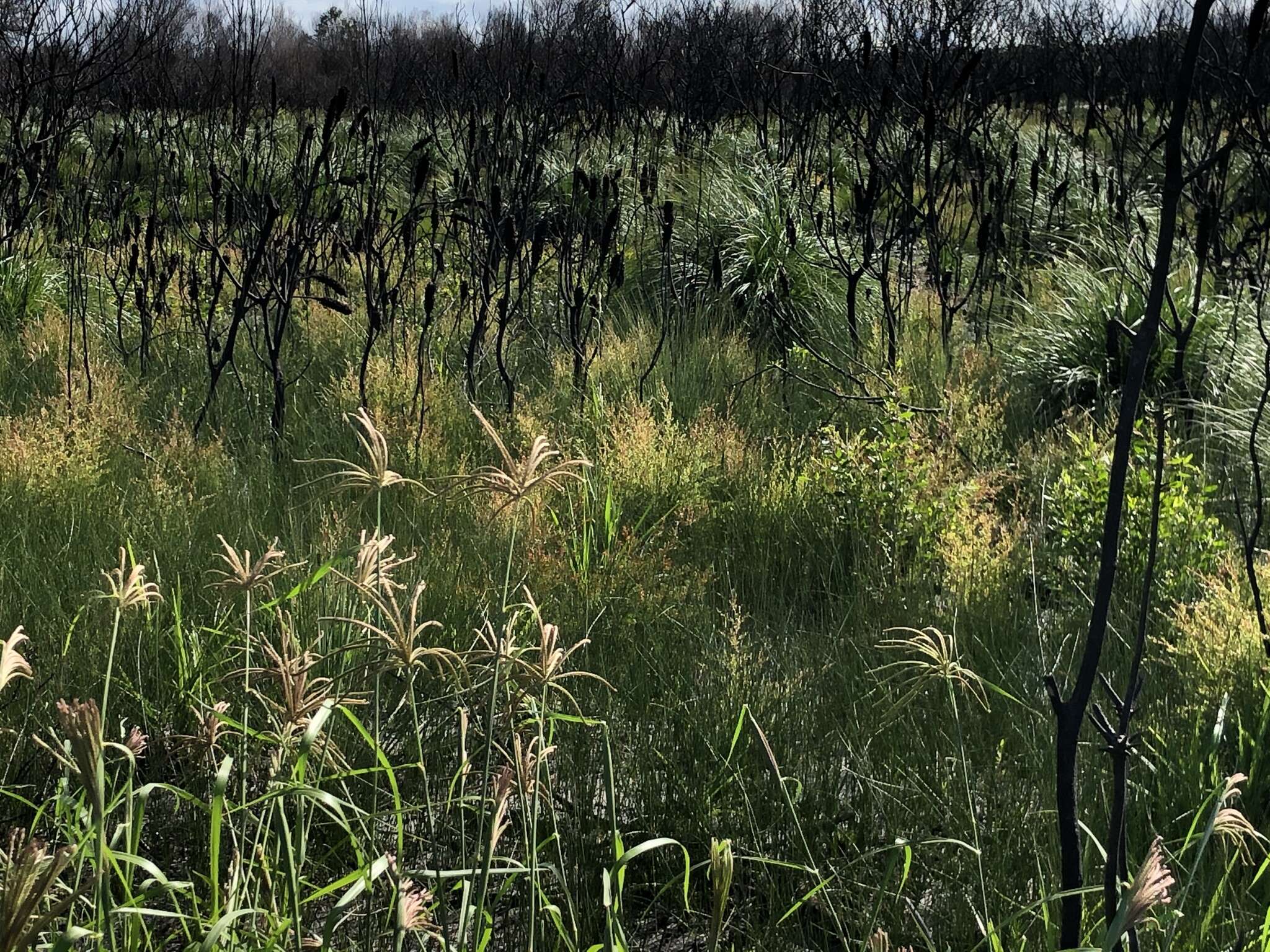 Image of Rhodes grass