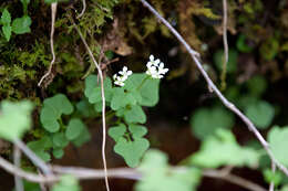 Image de Cardamine clematitis Shuttlew. ex A. Gray