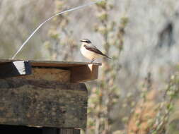 Image of Oenanthe oenanthe oenanthe (Linnaeus 1758)