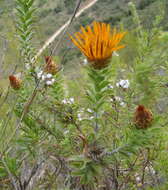 Plancia ëd Oedera speciosa (DC.) N. G. Bergh