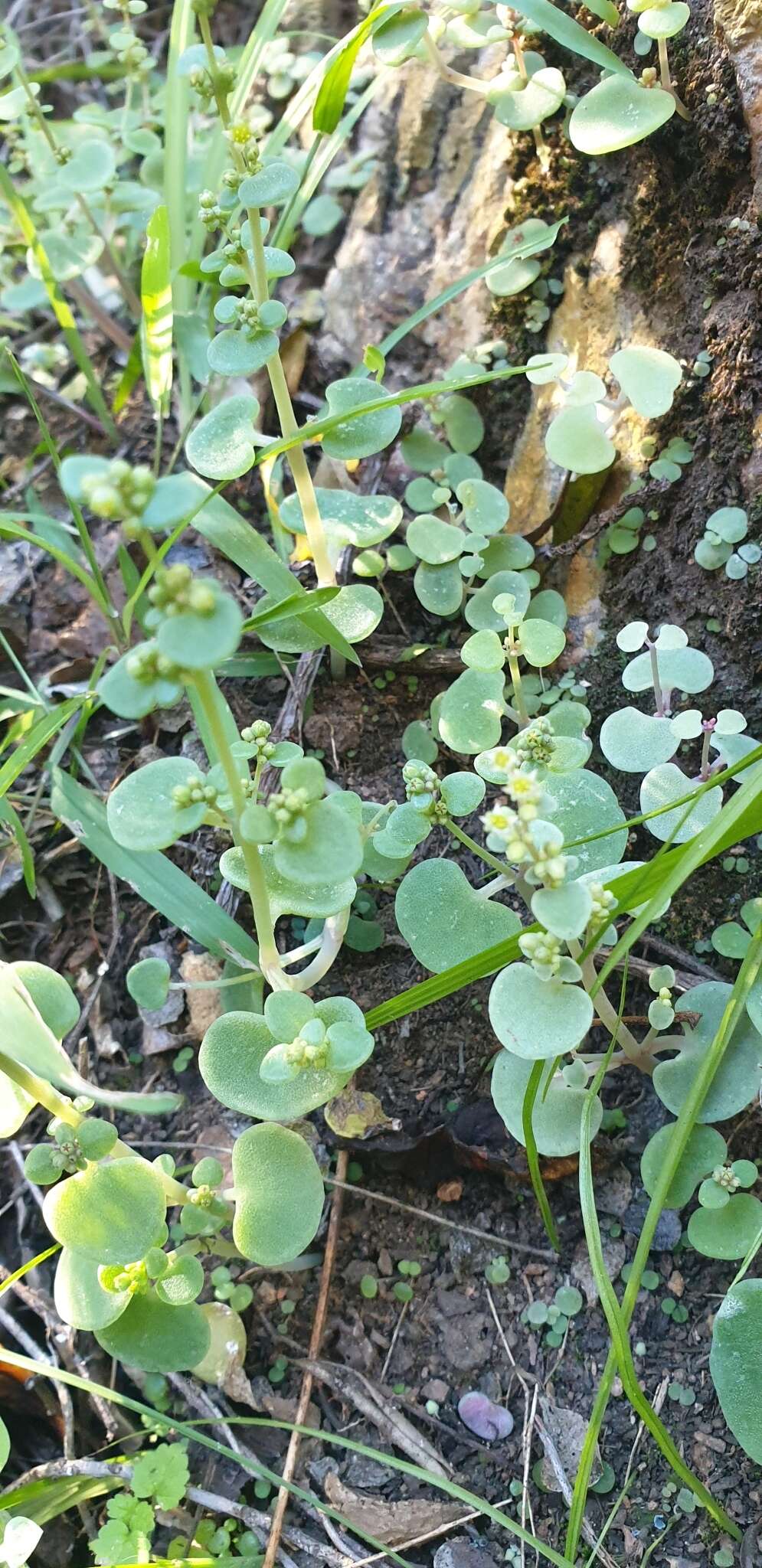 Image of Crassula nemorosa (Eckl. & Zeyh.) Endl. ex Walp.