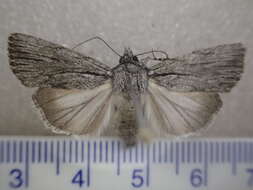 Слика од Ectopatria paurogramma Lower 1901