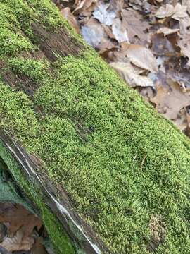 Image of pylaisiadelpha moss