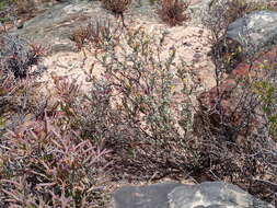 Image of Pteronia ovalifolia DC.