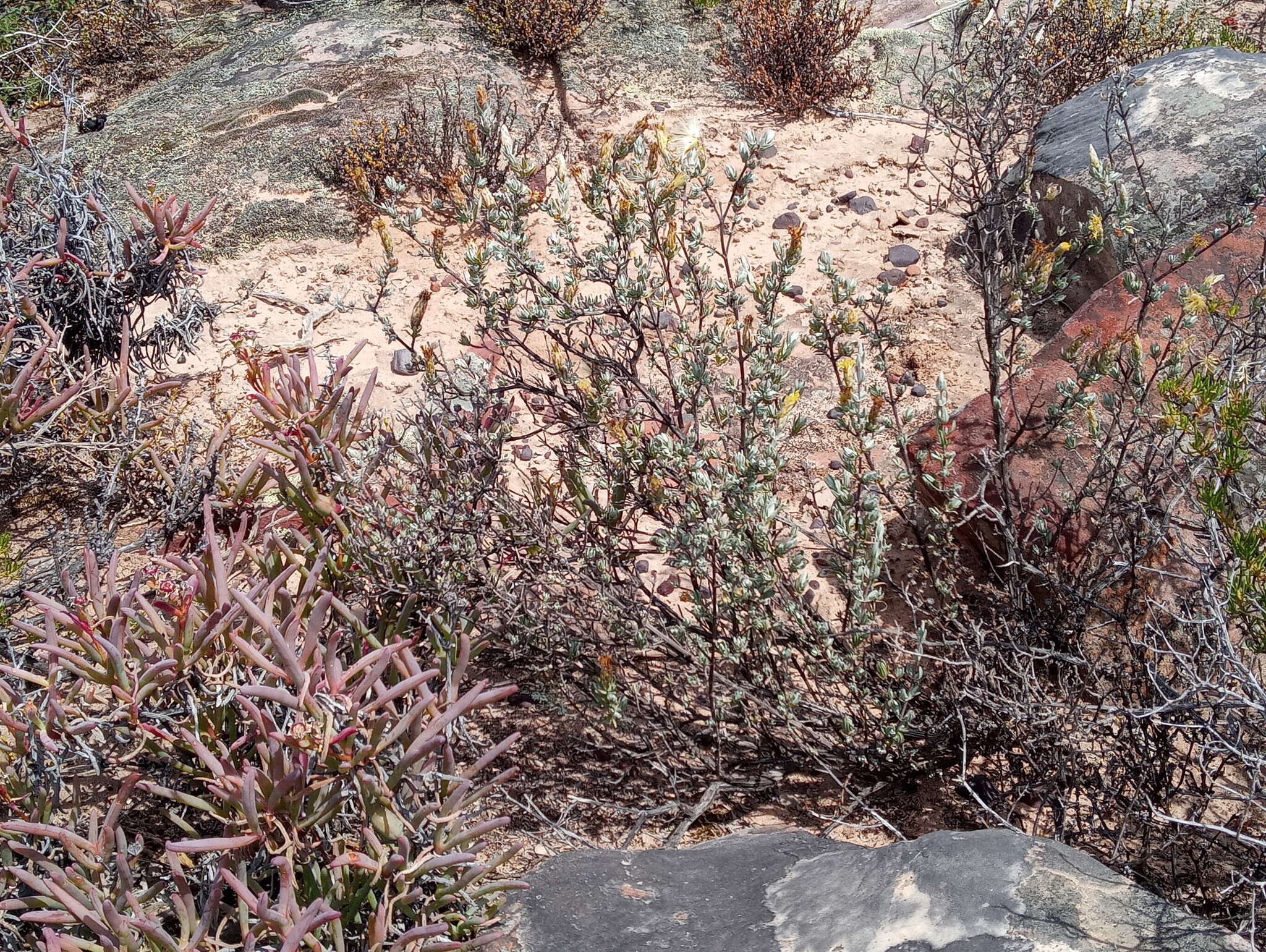 Image of Pteronia ovalifolia DC.