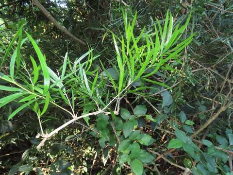 Image of "Sicklethorn asparagus,"