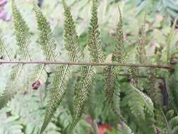 Sivun Amauropelta concinna (Willd.) Pic. Serm. kuva