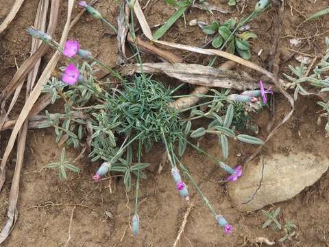 Image of Dianthus pungens L.