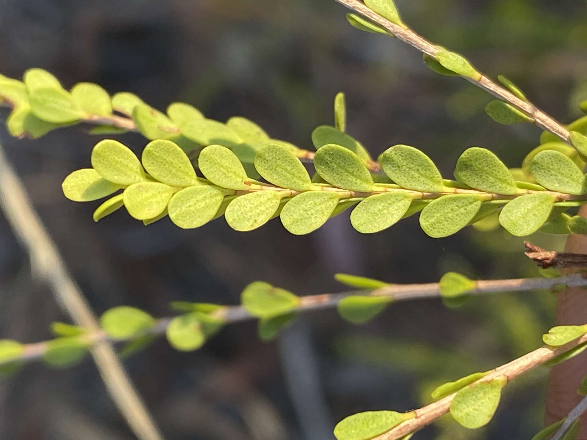 Image of Thryptomene oligandra F. Müll.