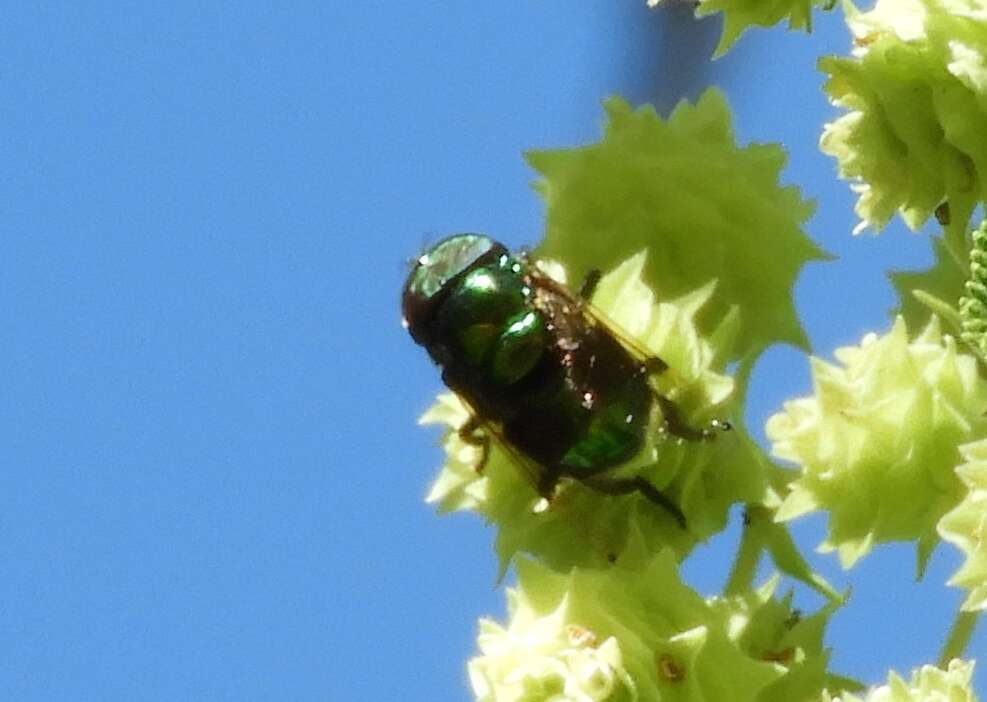 Image of jewel flies