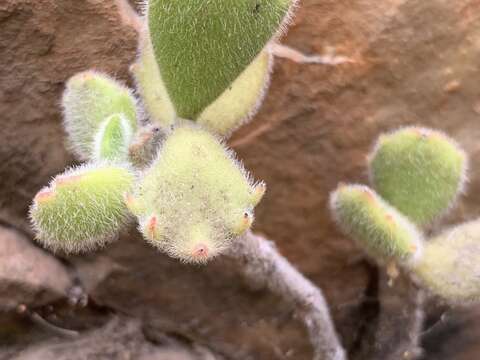 Image of Cotyledon tomentosa Harv.