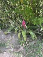 Image of Aechmea mariae-reginae H. Wendl.