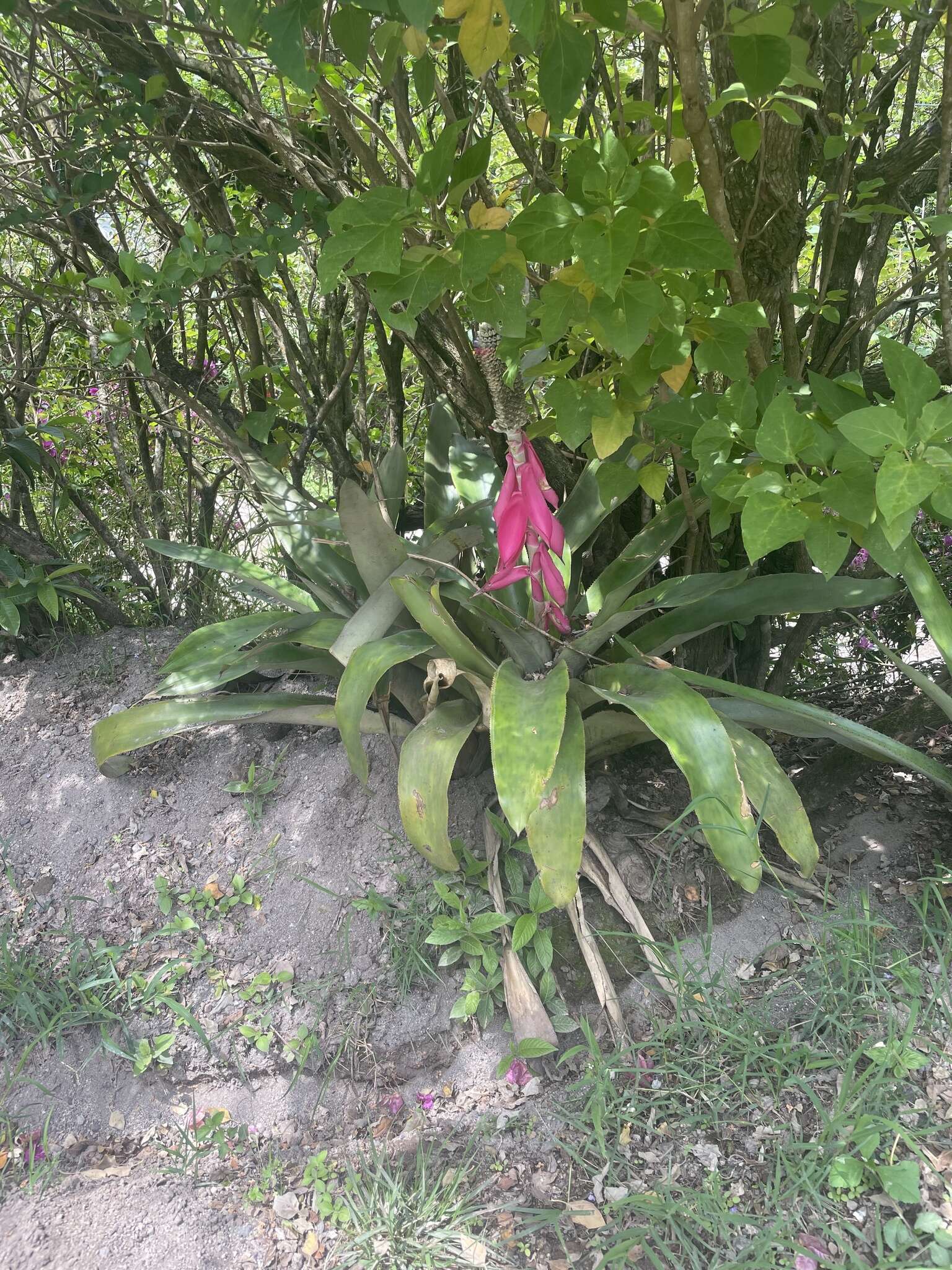 Слика од Aechmea mariae-reginae H. Wendl.