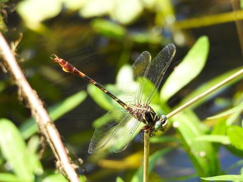 Image of Two-striped Forceptail