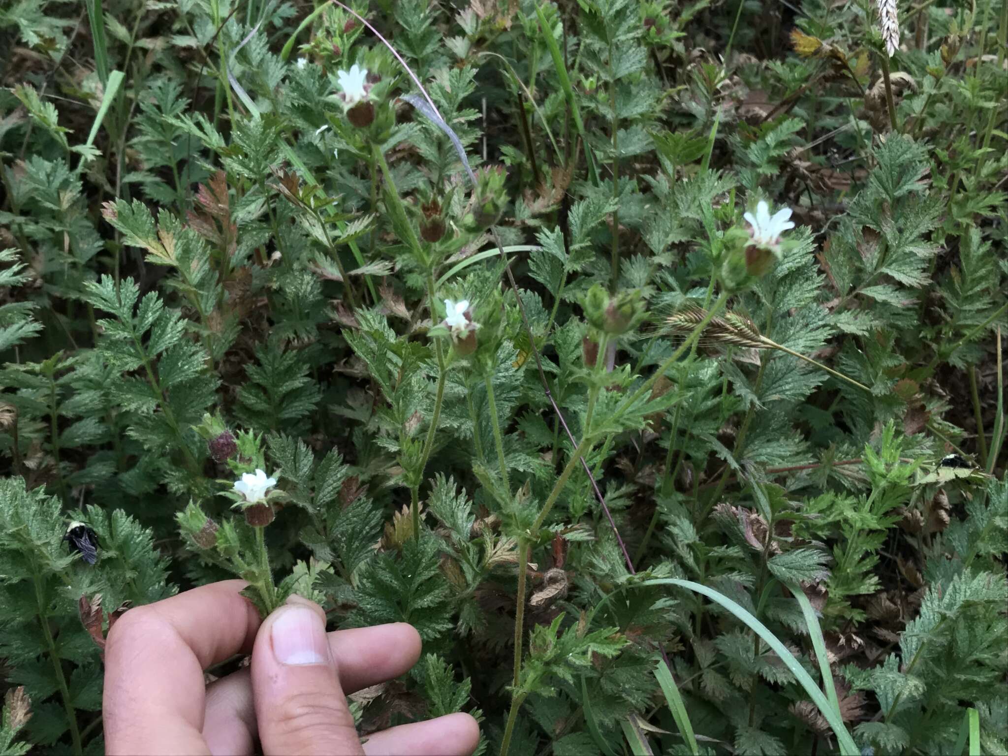 Слика од Horkelia californica Cham. & Schltdl.