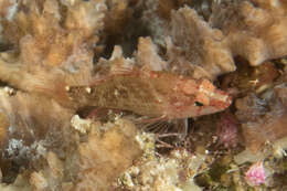Image of Longfin perchlet
