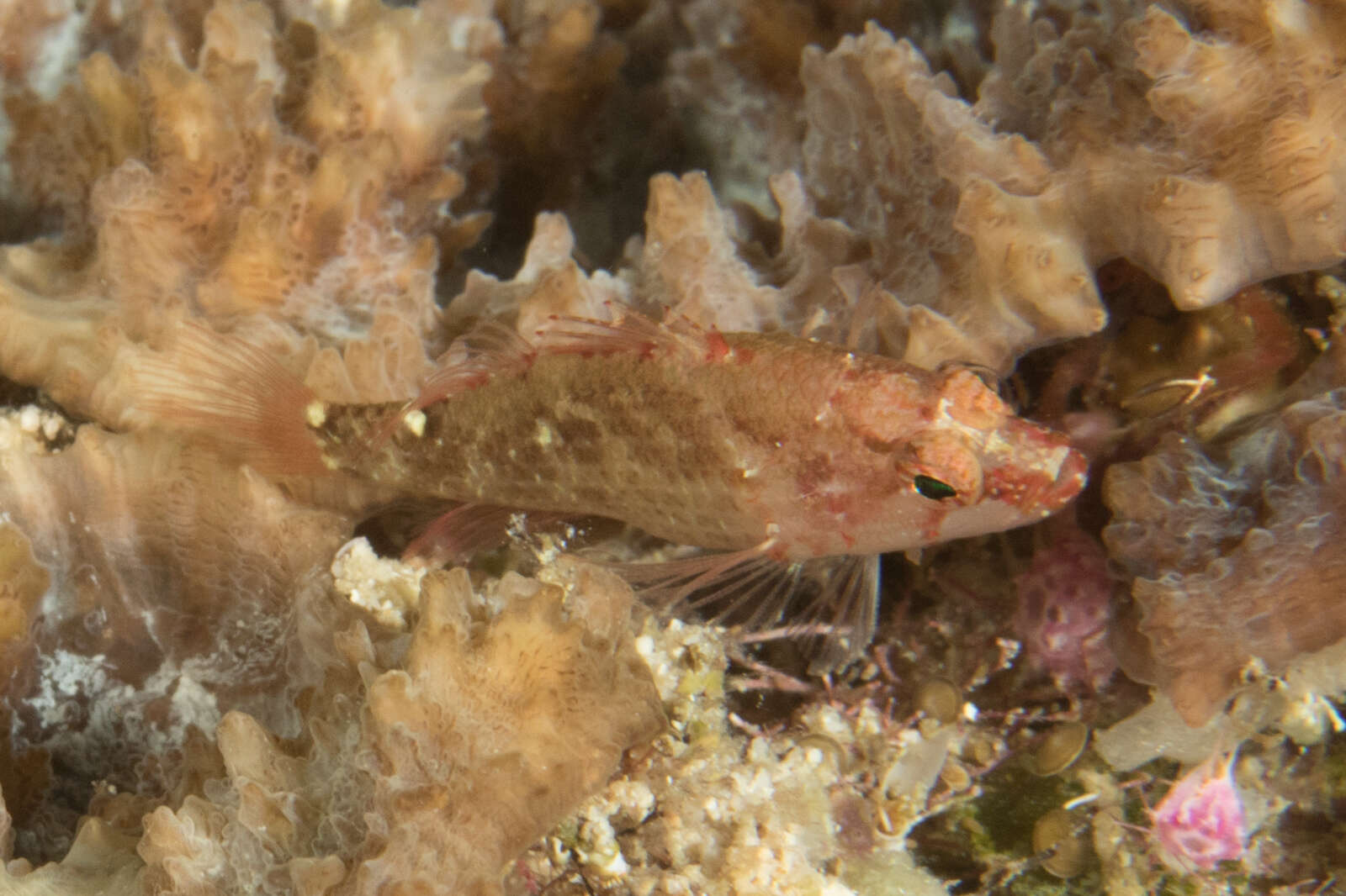 Image of Longfin perchlet