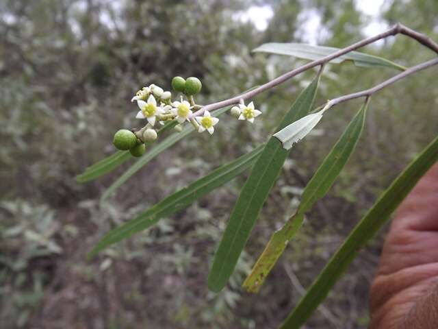 Image of Geijera parviflora Lindl.