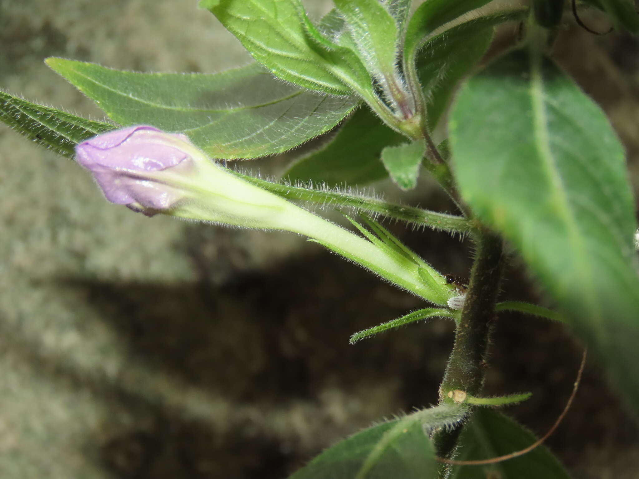 Imagem de Ruellia longepetiolata (Oerst.) Hemsl.