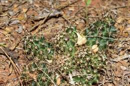 Image de Echinocereus papillosus Linke ex Rümpler