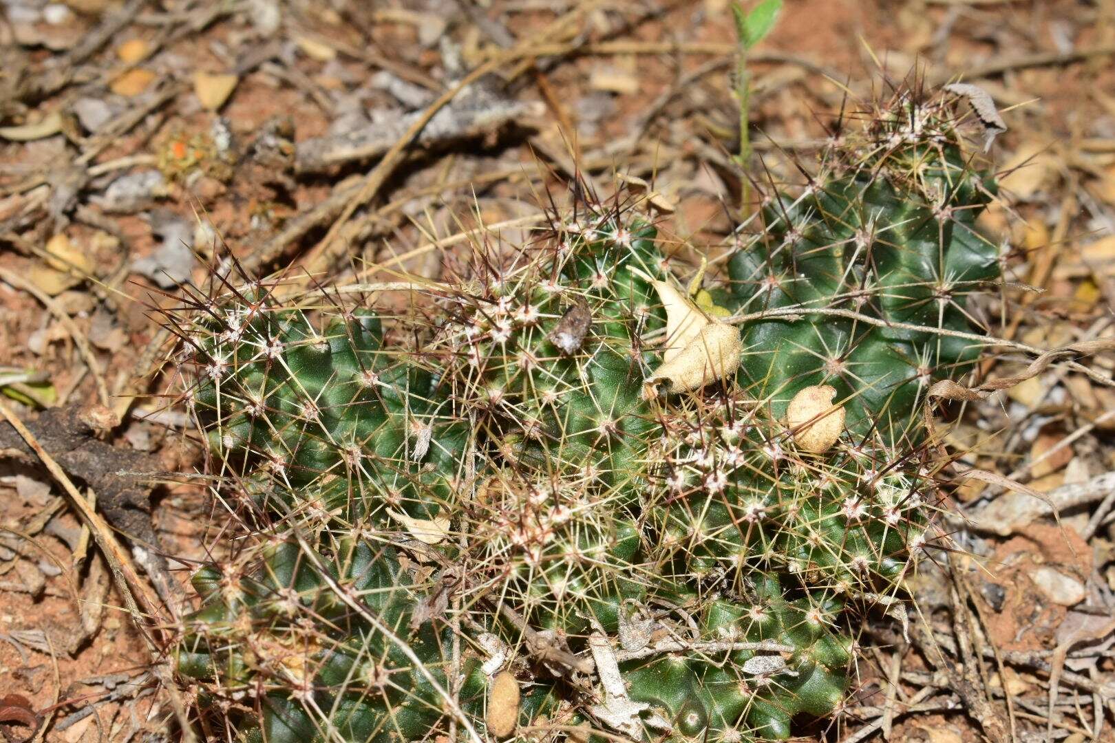 Image de Echinocereus papillosus Linke ex Rümpler