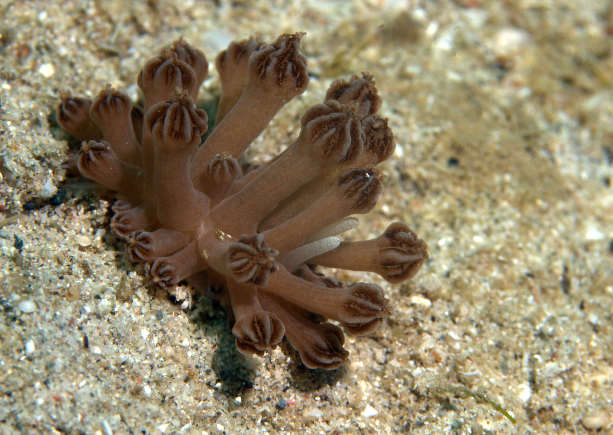 Image of Phyllodesmium rudmani Burghardt & Gosliner 2006