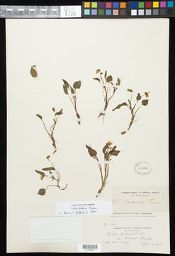 Image of Baker's violet