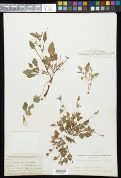 Image of golden violet
