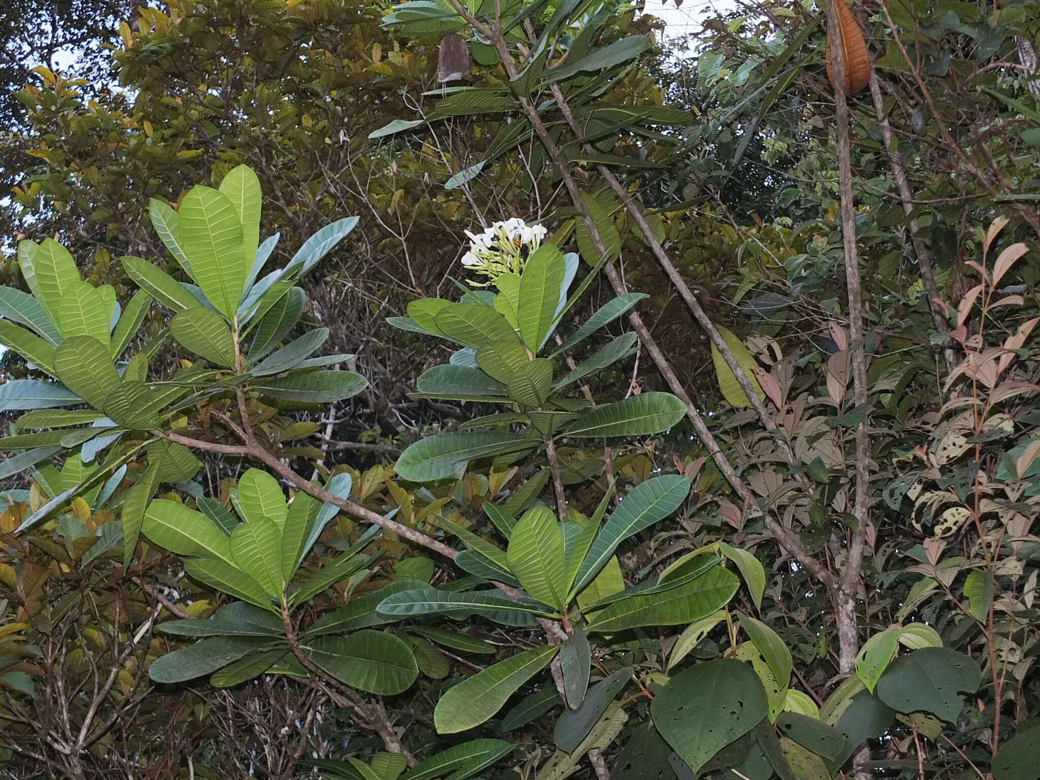 Imagem de Himatanthus articulatus (Vahl) R. E. Woodson