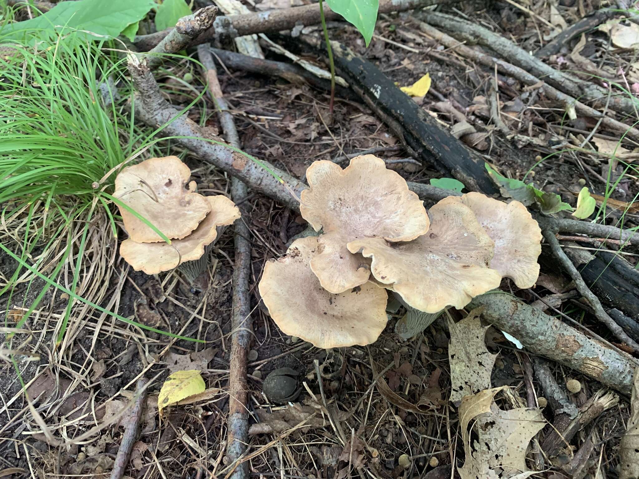 Image of Gomphus ludovicianus R. H. Petersen, Justice & D. P. Lewis 2014