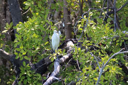 Image of Egretta garzetta nigripes (Temminck 1840)