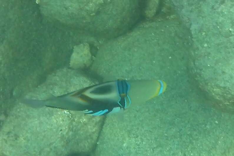 Image of Lagoon triggerfish