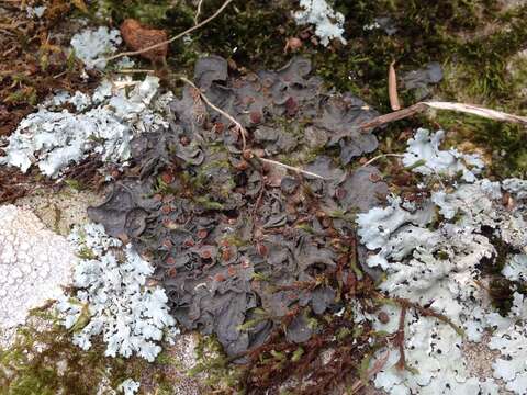 Image of skin lichen