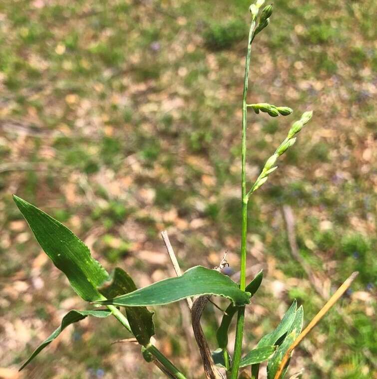 Plancia ëd Brachiaria foliosa (R. Br.) Hughes