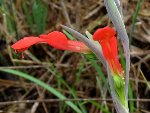 Plancia ëd Gladiolus cunonius (L.) Gaertn.