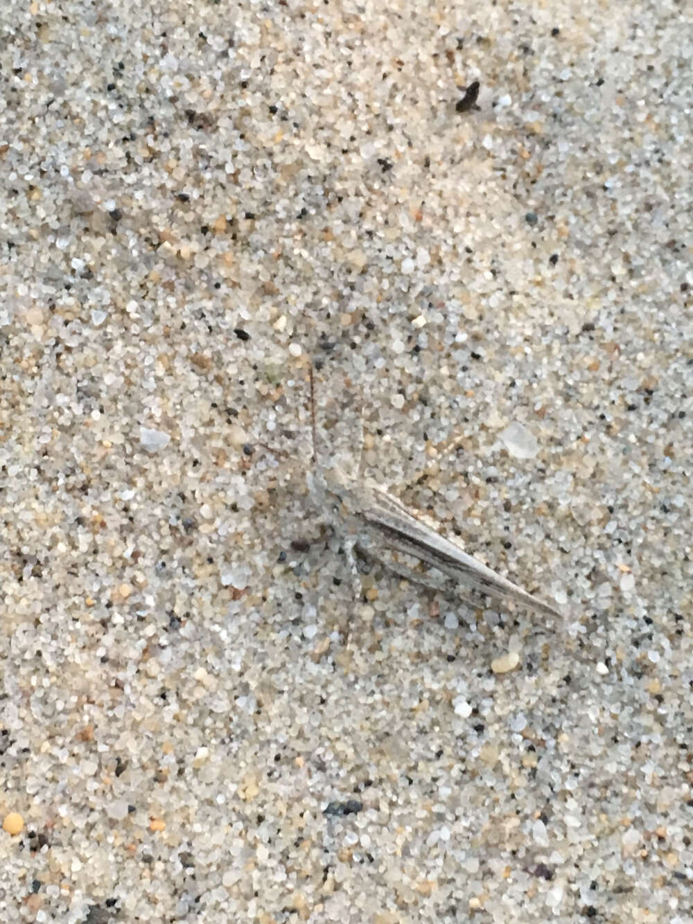 Image of Seaside Grasshopper