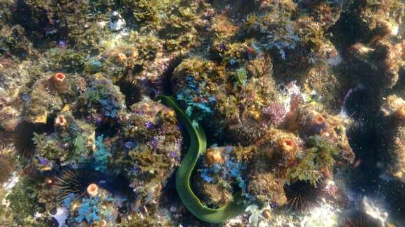 Image of Yellow moray