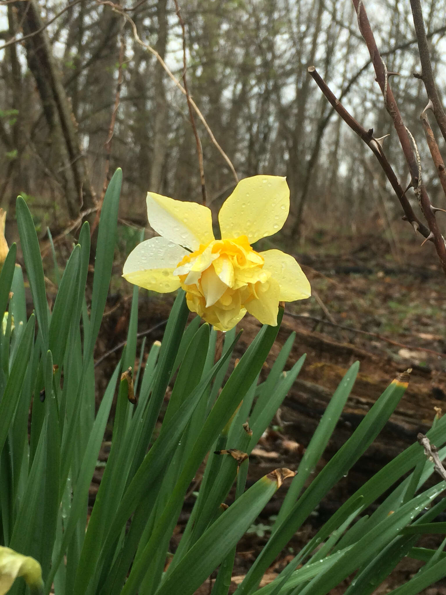 Image of daffodil