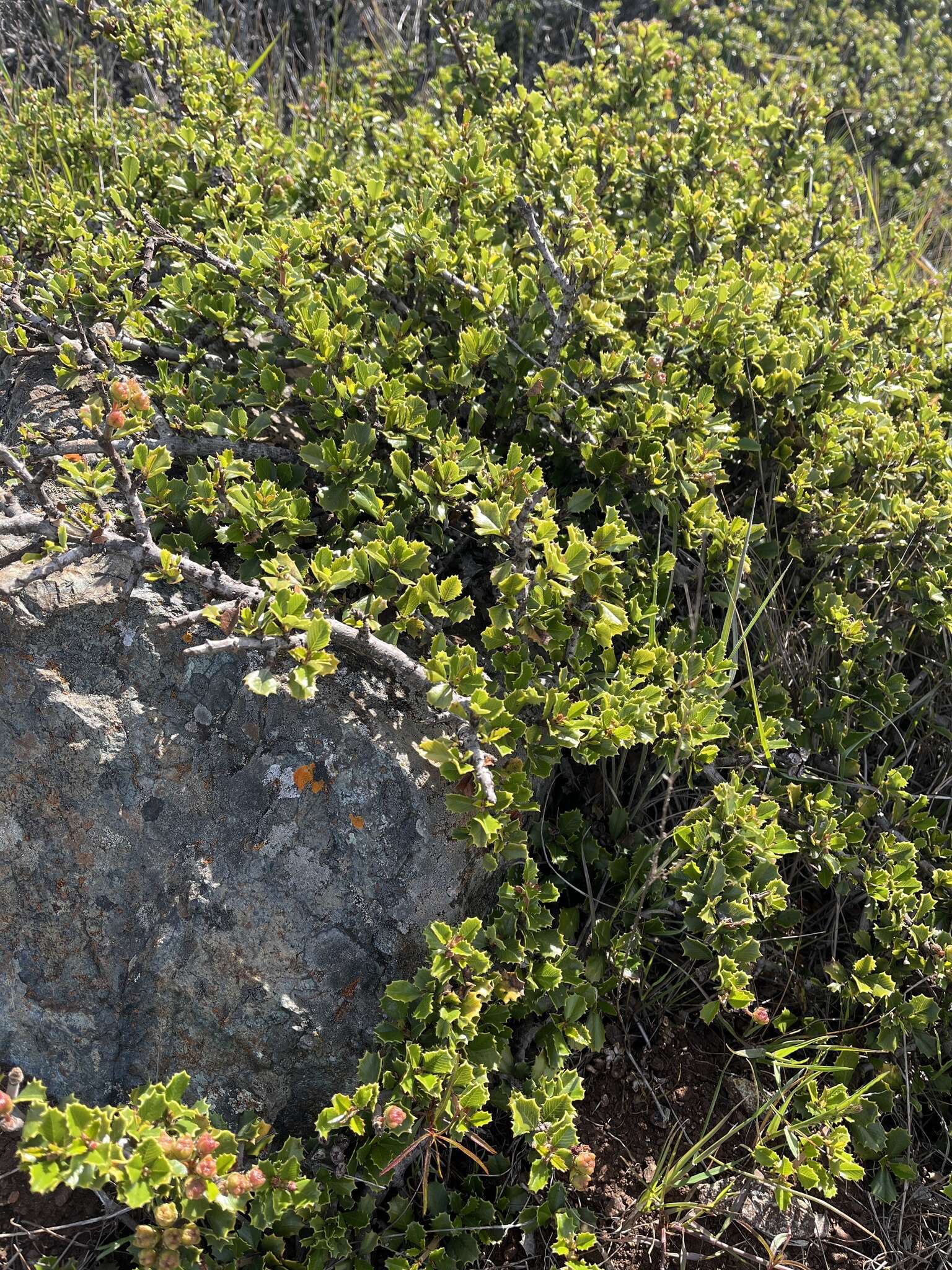 Image of Ceanothus decornutus V. T. Parker