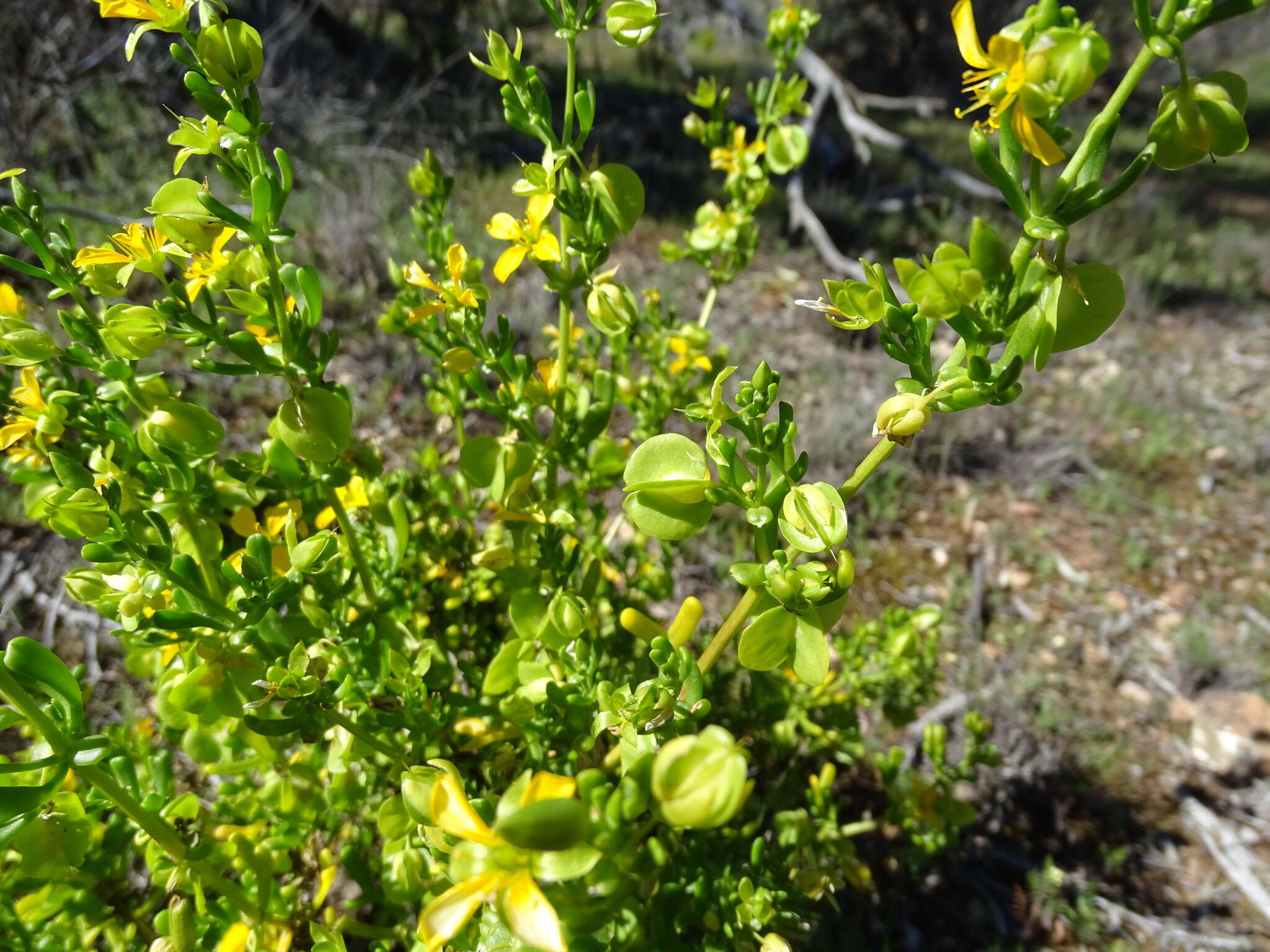 Image of Roepera aurantiaca Lindl.