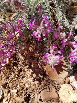 Image of woolly locoweed